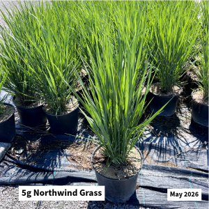 May 2026 5g Northwind Grass Website